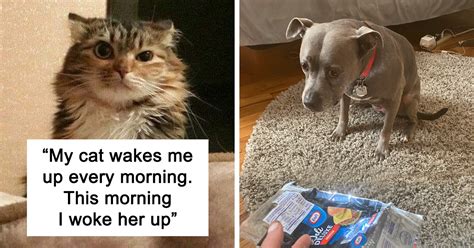 funniest cat and dog tweets this week|funniest tweets about cats and dogs this week.